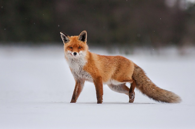 BigBangSciCom's tweet image. 🦊 Un #renard malicieux ! 

Crédits : ?
Source : reddit.com/r/foxes/commen…

#wildlife #animals #naturelovers #animaux #nature #zoologie #zoology