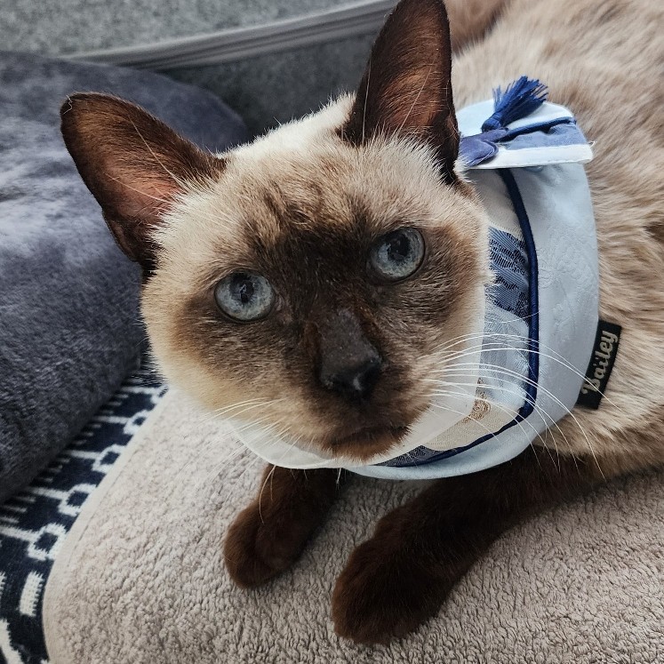 8ja_ddabong's tweet image. 예전에 따봉이 구조자님이 구조하셨던 샤샤, 이제 갈 곳이 없어져서 임시보호처를 구해요ㅠㅠ
사람만 보면 달려오는 개냥이, 사람 껌딱지 그 자체예요. 5살 추정 여아 / 중성화 O / 서울·경기 DM 환영