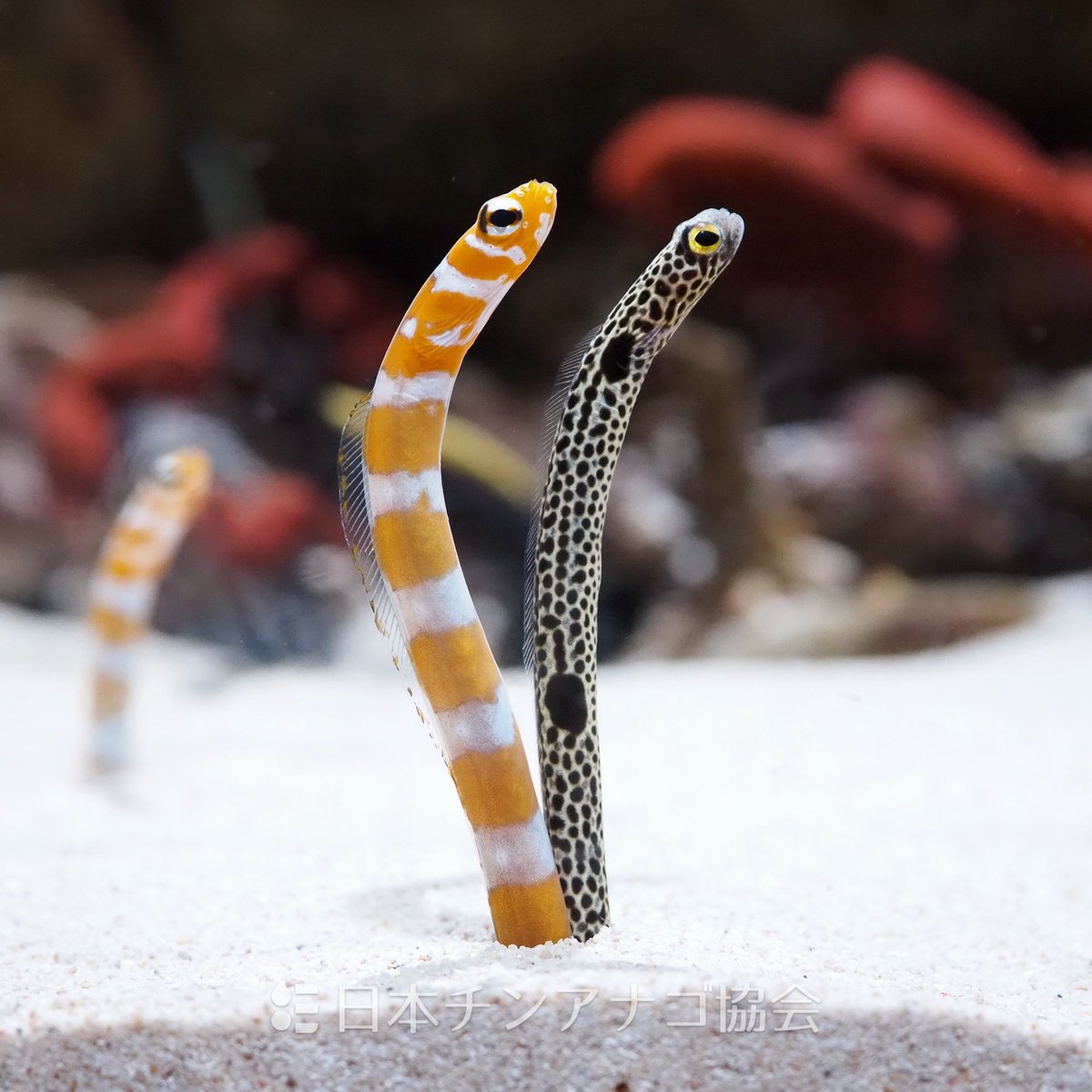 ちんあなごの巣穴には、同じ種類で群れを作る、巣穴が近いとケンカに