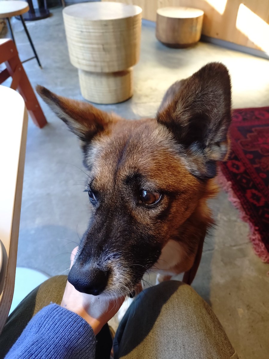 カフェでママに甘えまくってきた。

あめ🐶

#保護犬