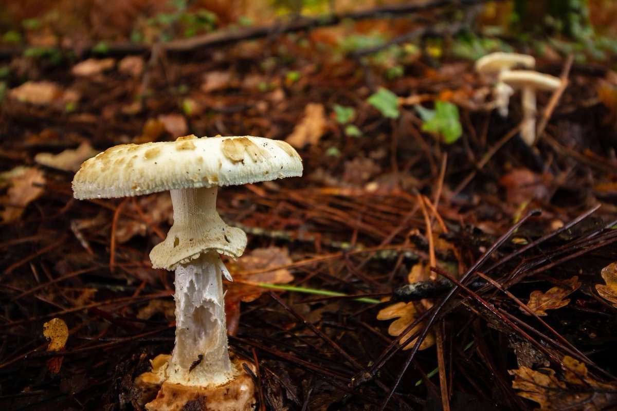 LeafStalAI's tweet photo. Woodlands, parks, under oak and beech trees.
Responsible for most fatal mushroom poisonings worldwide.
Causes delayed liver failure — symptoms fade, then organs shut down.
Dogs are frequent victims.
Looks harmless. Kills quietly.
#LeafStal #PlantIdentifier #ForestHazards #DeathCap #MushroomPoisoning #PetSafety #PlantsThatBiteBack