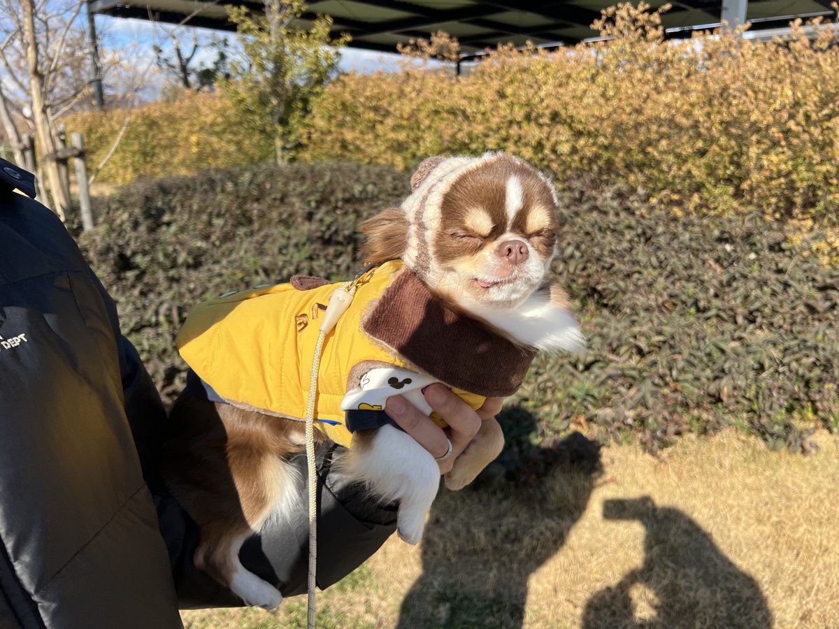 チワワのコロちゃん tweet media