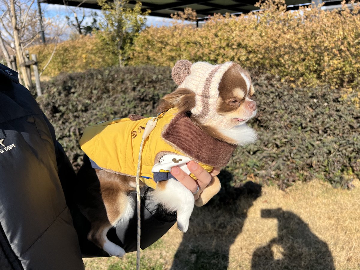 チワワのコロちゃん tweet media