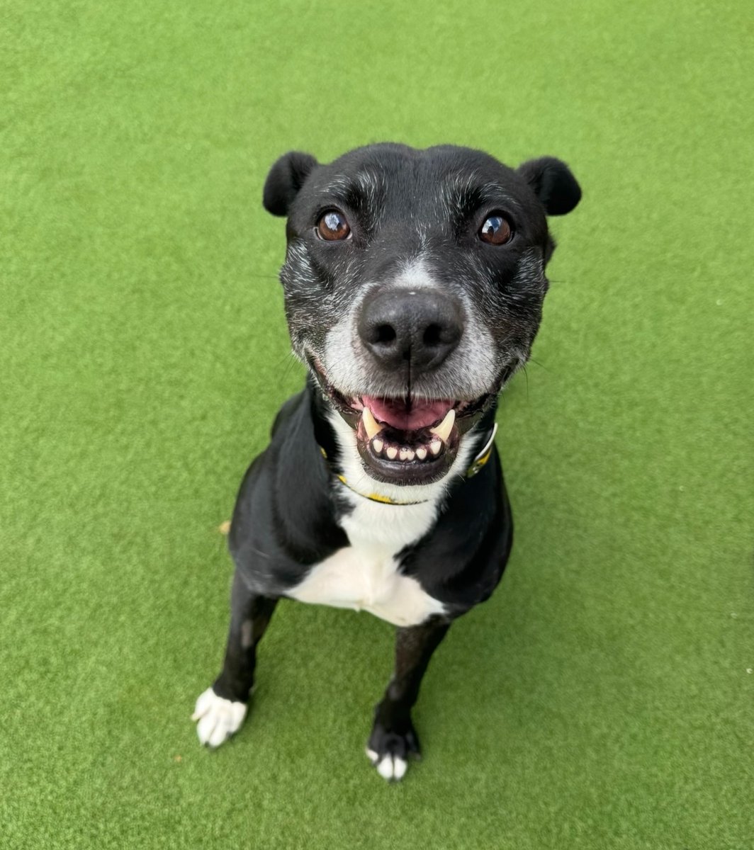 DogsTrust Darlington tweet media