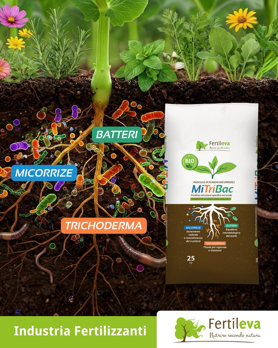 🌱 Inverno attivo: come i microrganismi preparano la ripresa vegetativa➡️ fertileva.it/inverno-attivo…

#MiTriBac #agricolturasostenibile #microrganismiutili #nutriresecondonatura