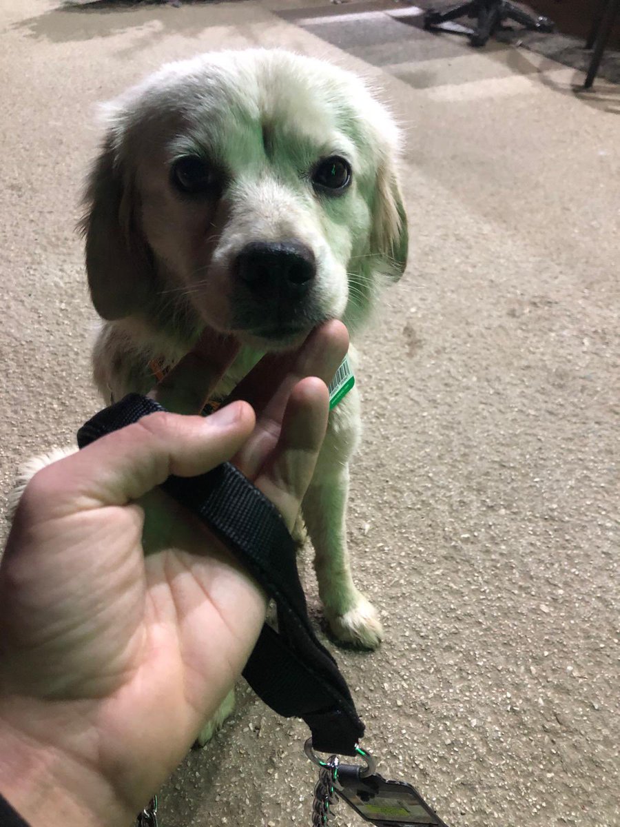 Bursa Balkan mahallesi 
bu çocuk bir süredir esnaf bakıyormuş büyük ihtimalle terk edildi çipine baktırdık çip çıkmadı. 2 yaşlarında bu güzel kıza yuva arıyoruz.  Ufak ırk ve çok uysal 05312322599