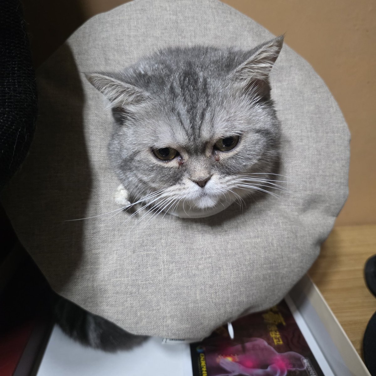 도리가 상처 넘 긁어서 넥카라했더니 너무 우울해 함
일단 빼줌... 있다가 발톱깎아서 상처 안 내게 해바야지