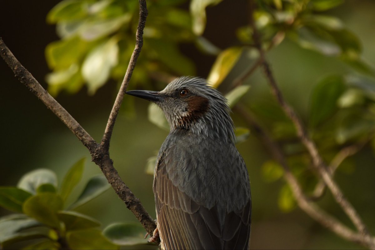 camerabegin's tweet photo. 美鳥
#ヒヨドリ #野鳥 #野鳥観察 #birds #brown #eared #bulbul https://t.co/QgSQwbpIgb