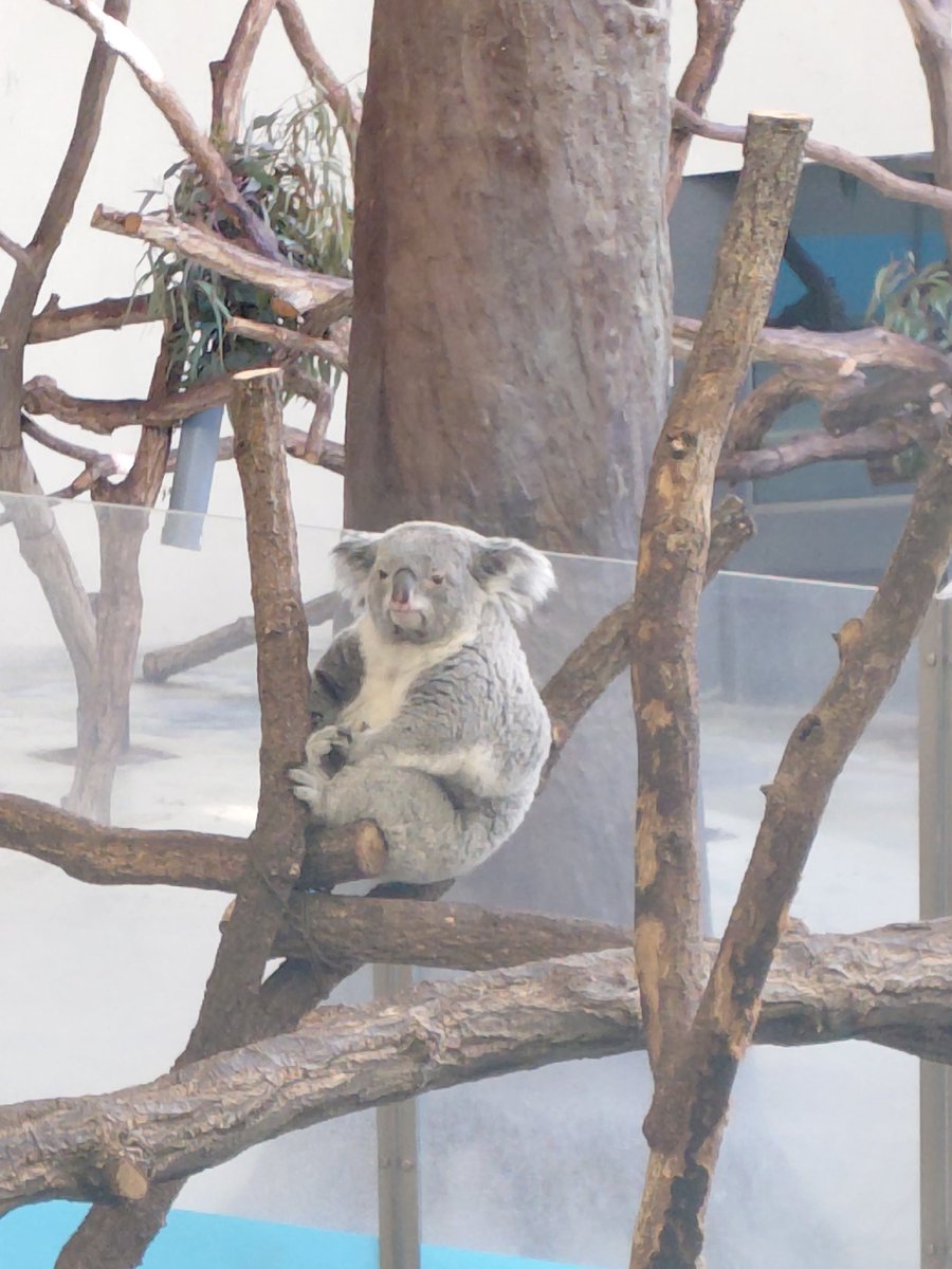 ang_satoko's tweet photo. @berutan777 食べた後すぐ寝てたコアラ🐨
カワイイ↓満足気で半目ぶちゃカワイイ https://t.co/nGKOLgquyq