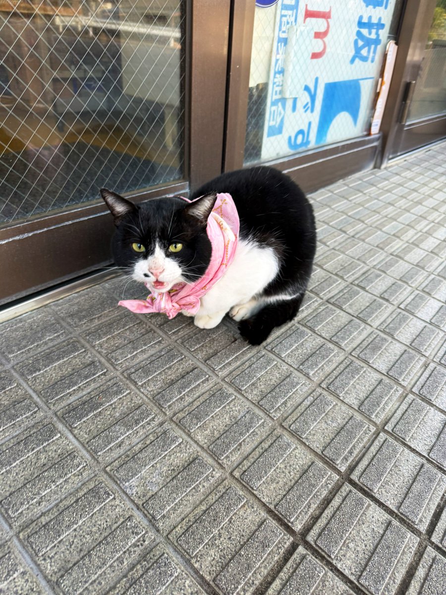 ハチワレシッポ Amazon.co.jp: ライターケース ちいかわ ハチワレ ジッポライター兼用