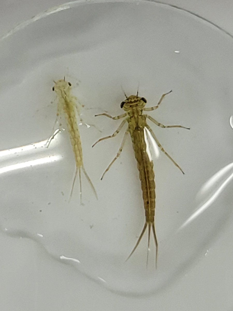 LandPon's tweet photo. 陸上に生き物いないから、水の中の生きものを探してみた。やたらとカモがくるわけだ～ https://t.co/8l0SStXt0l