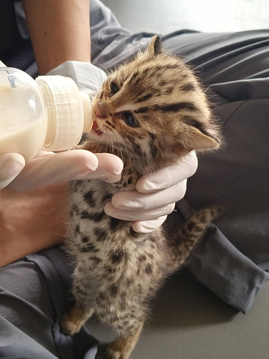 DNPnews_'s tweet image. 🐆 เปิดฤดูกาล "ลูกแมวดาวพลัดหลง" 

ช่วงเก็บเกี่ยวอ้อยมาแล้ว! คลินิกสัตว์ป่า สบอ.12 (นครสวรรค์) รับน้องแมวดาวเพิ่ม 2 ตัว รวมกับรุ่นพี่ที่ดูแลอยู่แล้ว เป็น 3 ตัว ทุกตัวสุขภาพดี รอโตแข็งแรงแล้วจะปล่อยคืนสู่ธรรมชาติ

พบสัตว์ป่าพลัดหลง แจ้ง 📞1362 (24 ชม.)

#ลูกแมวดาว 

#สัตว์ป่าไทย