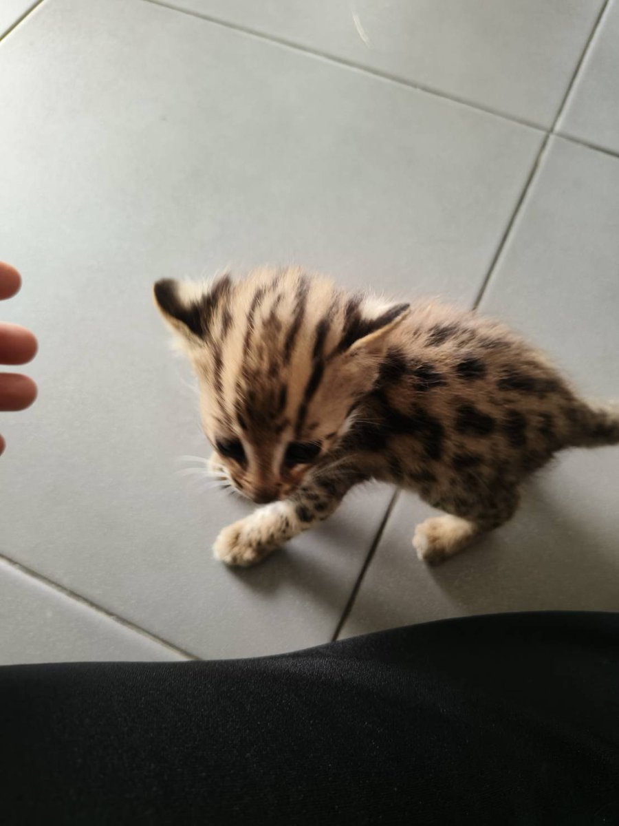 DNPnews_'s tweet image. 🐆 เปิดฤดูกาล "ลูกแมวดาวพลัดหลง" 

ช่วงเก็บเกี่ยวอ้อยมาแล้ว! คลินิกสัตว์ป่า สบอ.12 (นครสวรรค์) รับน้องแมวดาวเพิ่ม 2 ตัว รวมกับรุ่นพี่ที่ดูแลอยู่แล้ว เป็น 3 ตัว ทุกตัวสุขภาพดี รอโตแข็งแรงแล้วจะปล่อยคืนสู่ธรรมชาติ

พบสัตว์ป่าพลัดหลง แจ้ง 📞1362 (24 ชม.)

#ลูกแมวดาว 

#สัตว์ป่าไทย