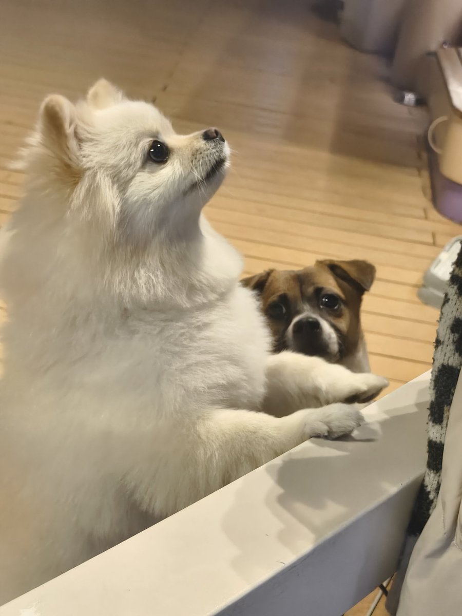 iLinqq's tweet image. 🐱🐶
快乐到模糊