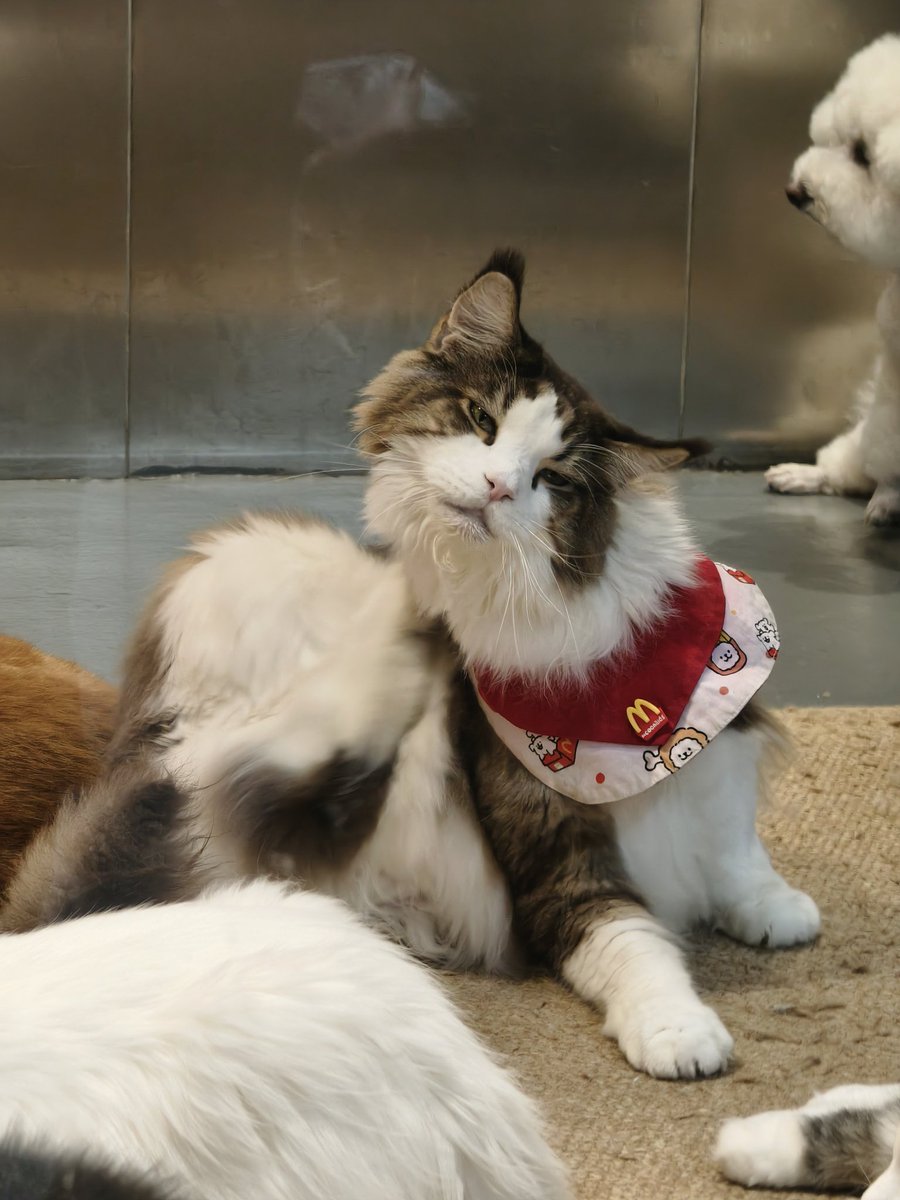 iLinqq's tweet image. 🐱🐶
快乐到模糊