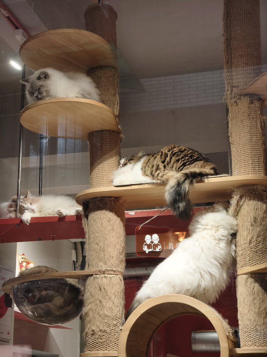 iLinqq's tweet image. 🐱🐶
快乐到模糊