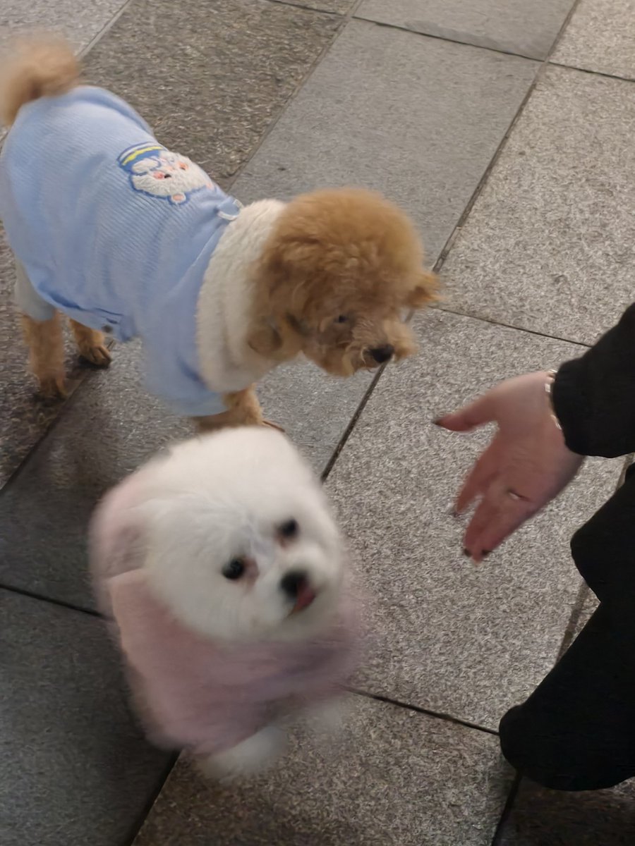 iLinqq's tweet image. 🐱🐶
快乐到模糊