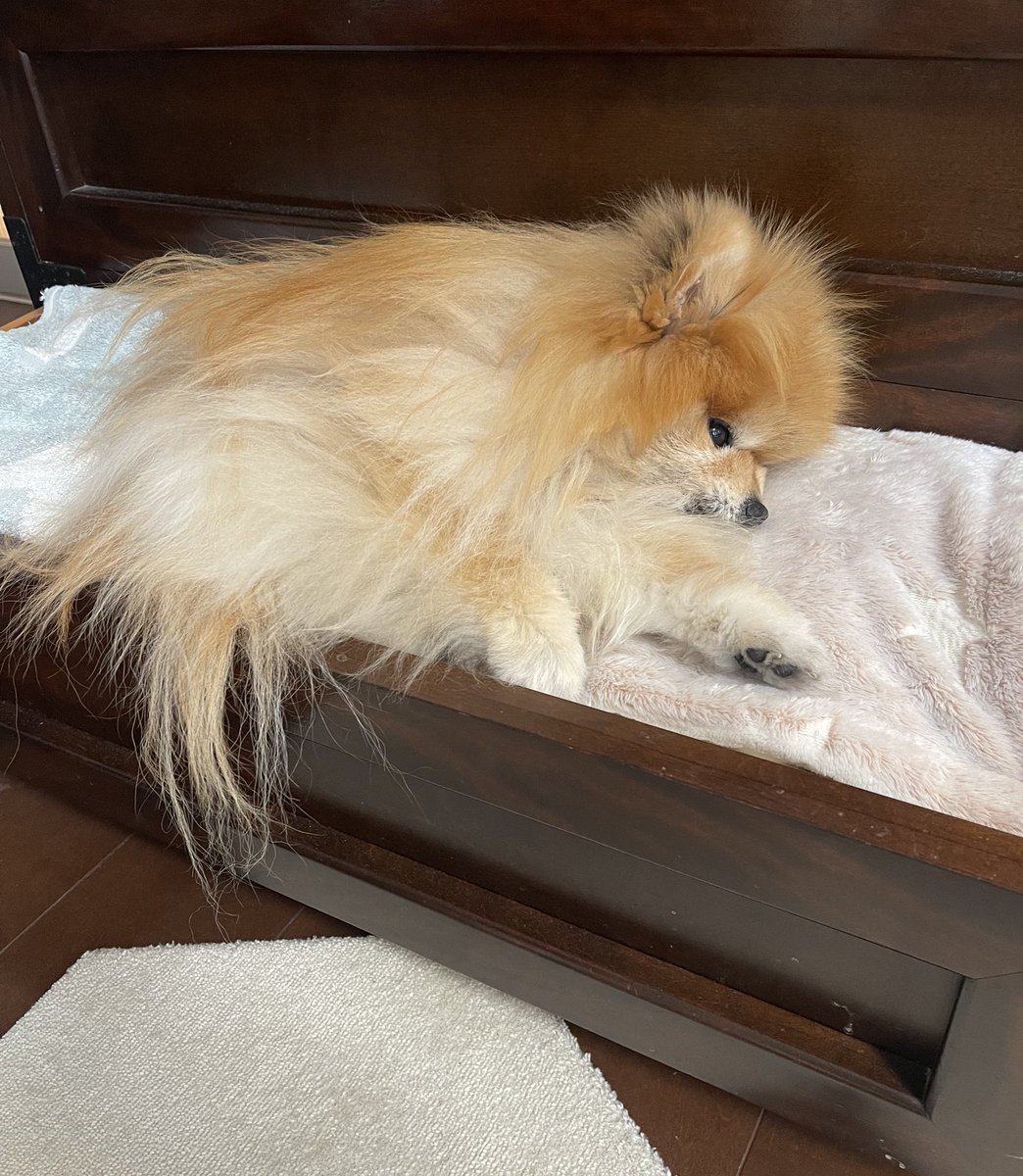 ぽめくらし🐾(3匹) (@ak1toPome) / Posts / X