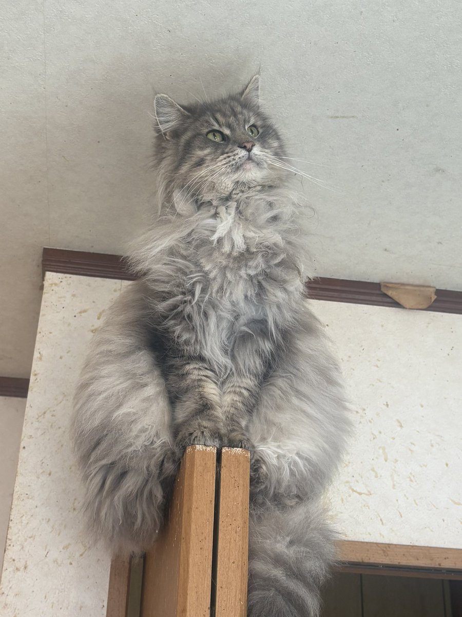 にゃん太郎 (@nyannyan__taro) / Posts / X