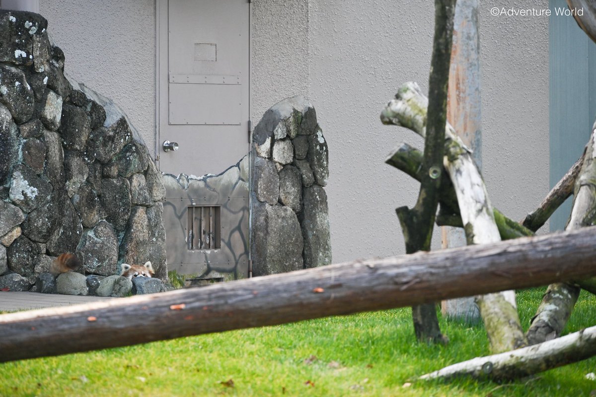 レッサーパンダを探せ👀