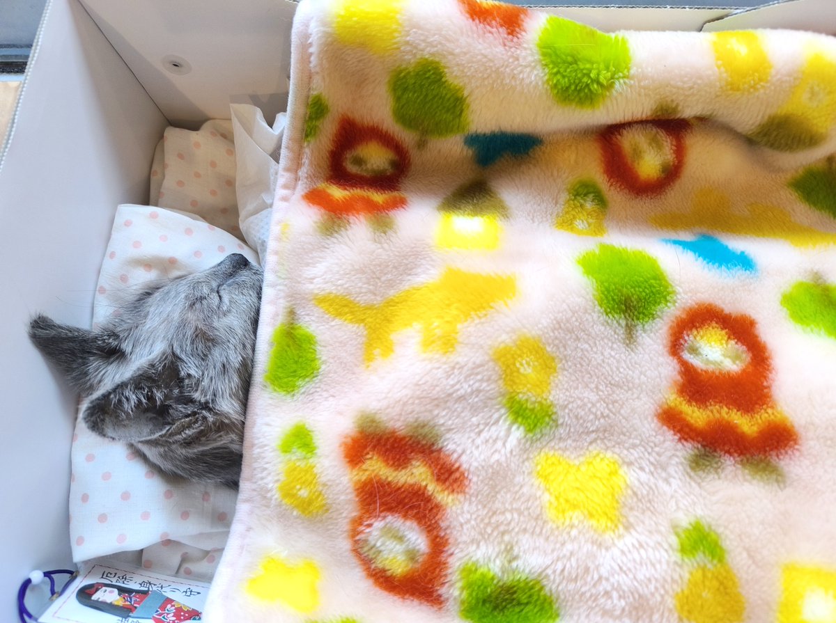 shinchammmm's tweet photo. こんばんわ。
けいちゃん、昨日20時37分に亡くなりました。大きく1回開口呼吸して、その後「あれ？けいちゃん息止まってる？」と、飄々としたけいちゃんらしくあっさり旅立ちました。
うちの子になってくれて、ありがとう。
長い長い、本当に長い綱渡りだったね。
大好きだよ。 https://t.co/21b1BTlLzz