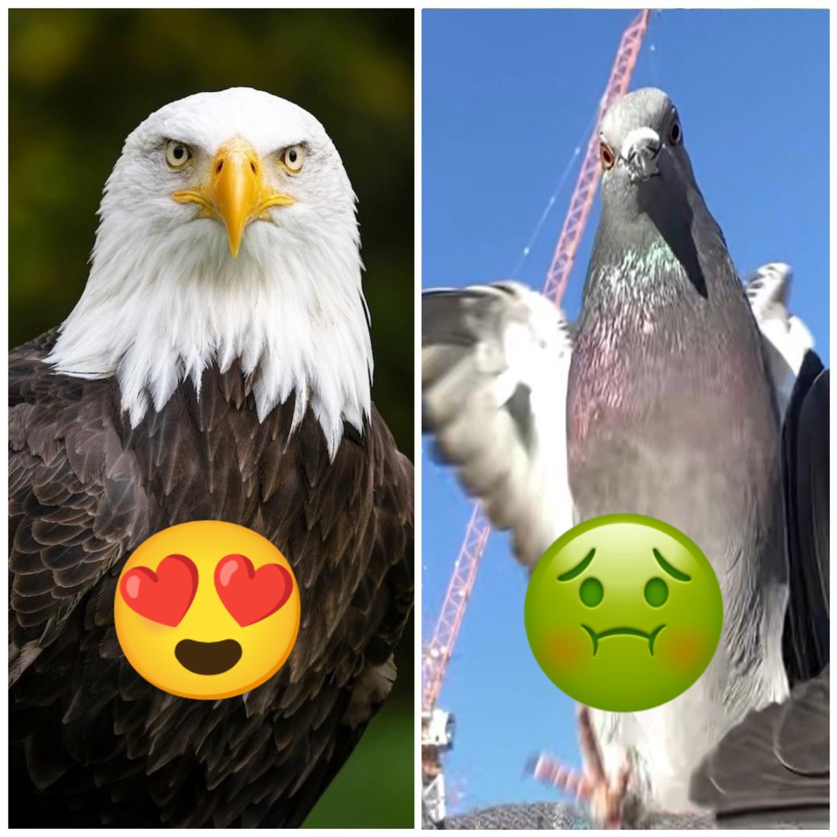 Why pigeons are so ugly 🤢