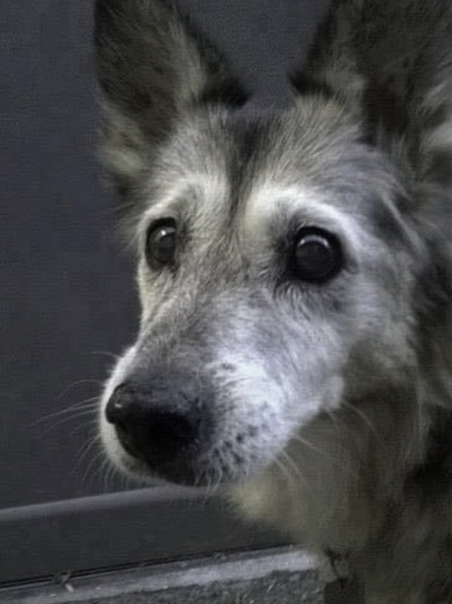 Tweets of Dogs tweet media