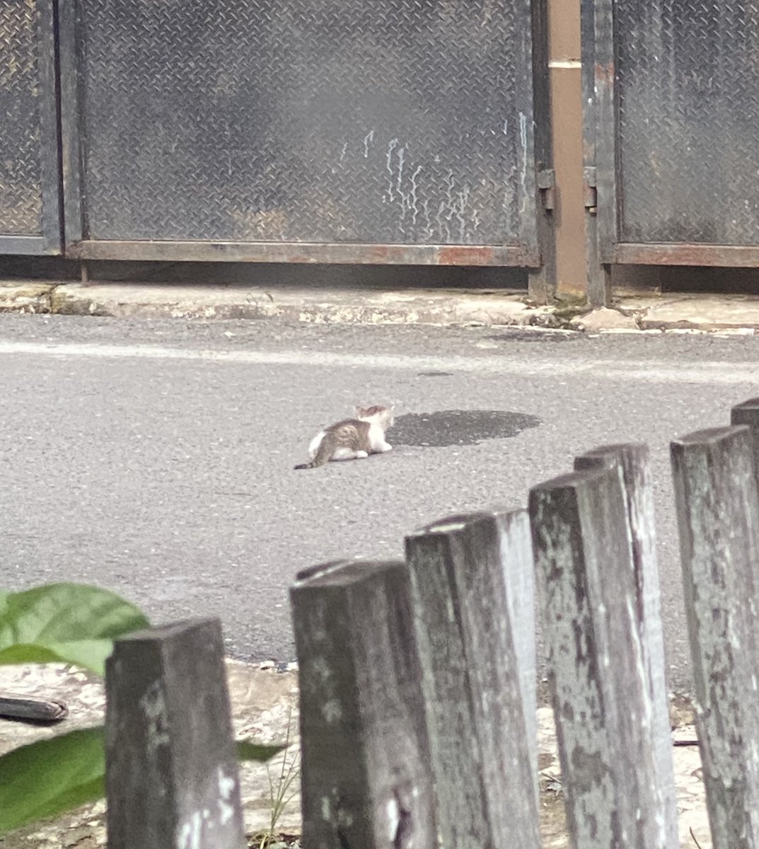 thinkabelI's tweet image. ada kitten kayaknya gak sengaja ikut bawah mobil orang lewat tiba2 ada di tengah jalan komplek, kayaknya baru bisa jalan juga, meong-meong kebingungan, ada yang mau adopsi kah? khususnya yg punya indukan, dom banjarmasin