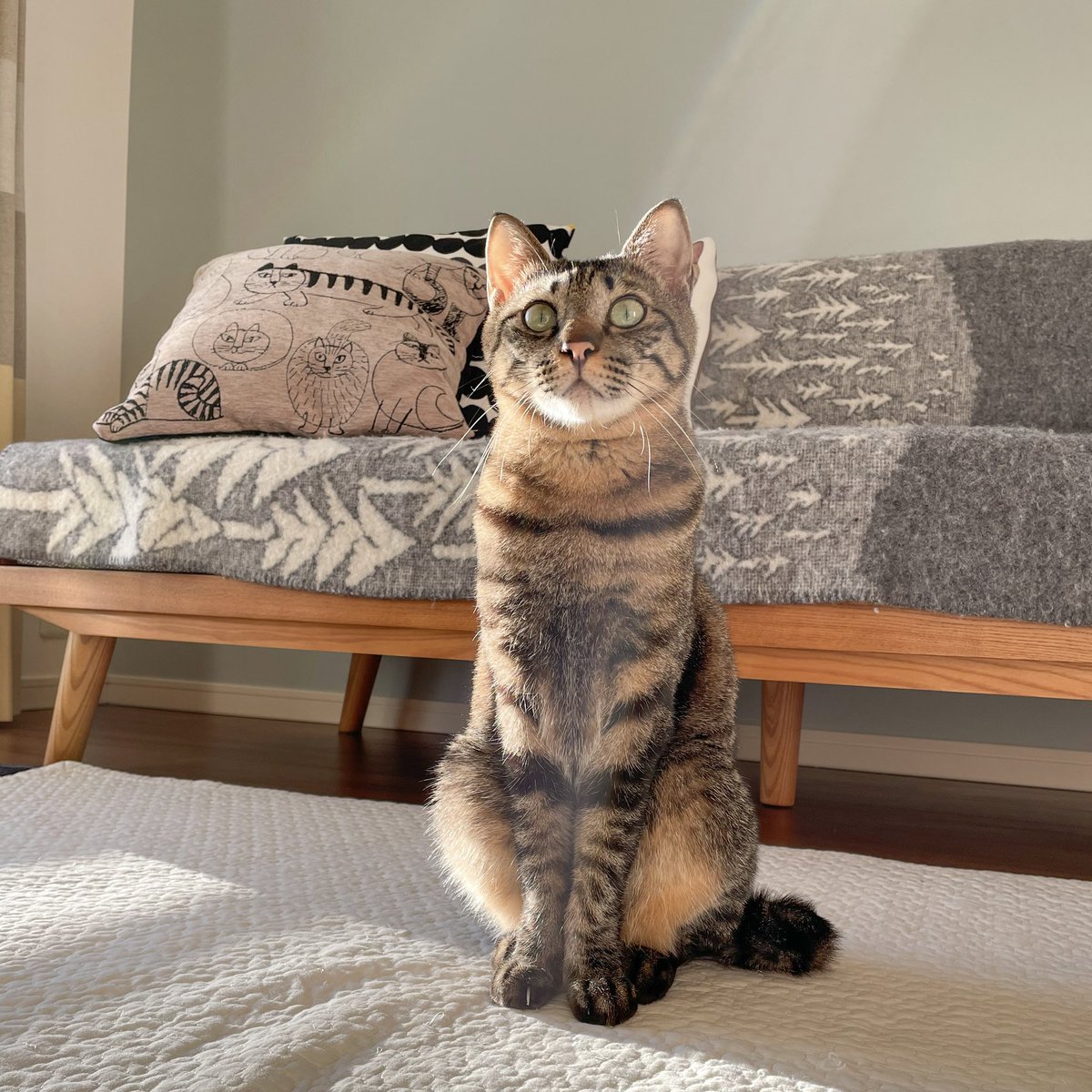 こまるくん (@kshino9842) / Posts / X