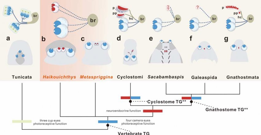 platypupu's tweet image. 척추동물의 조상 화석을 연구한 결과 눈이 4개 달려 있던 것으로.
척추동물은 4개의 눈이 퇴화해 2개가 된 걱임.
우린 원래 판도라 였던거다.

Four camera-type eyes in the earliest vertebrates from the Cambrian Period | Nature share.google/0RWm8UjGD111h6…