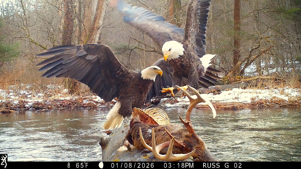 Trail_Cams's tweet photo. https://t.co/zC7IWIphIx