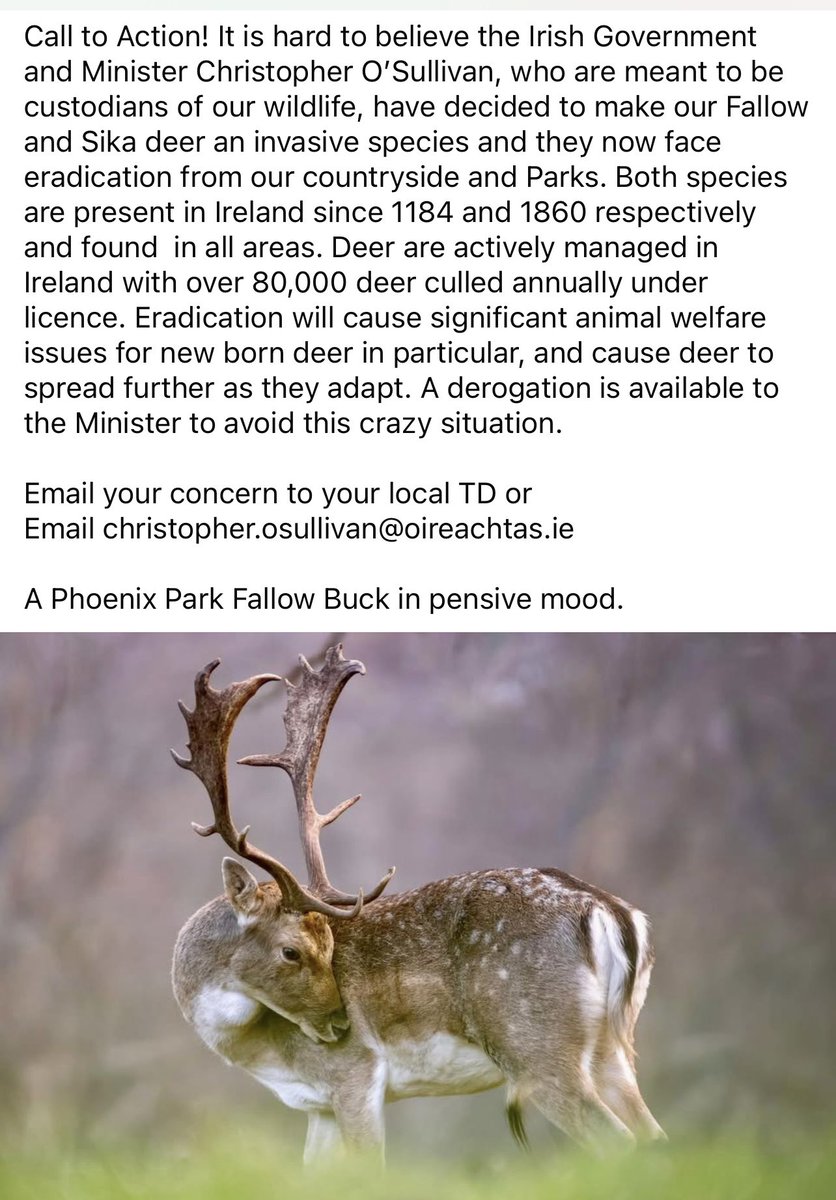 Wild Deer Ireland tweet media