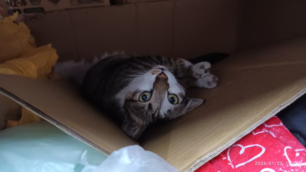 Post by ジェ゚フ on X: 猫 猫してる