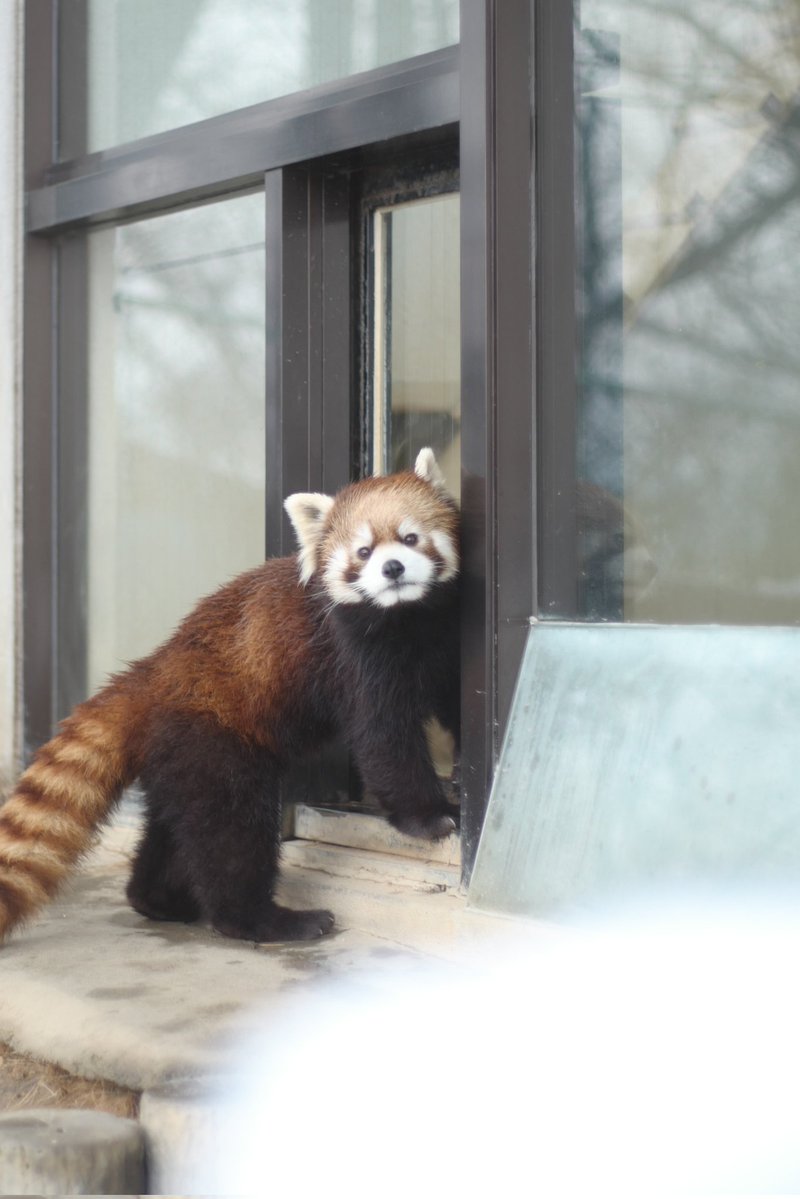 リンゴ🍎くれぇ 😀 📷️2026.1.23 #かんた #レッサーパンダ #鯖江市 リンゴ🍎くれぇ 😀 📷️2026.1.23 #かんた #レッサーパンダ #鯖江市