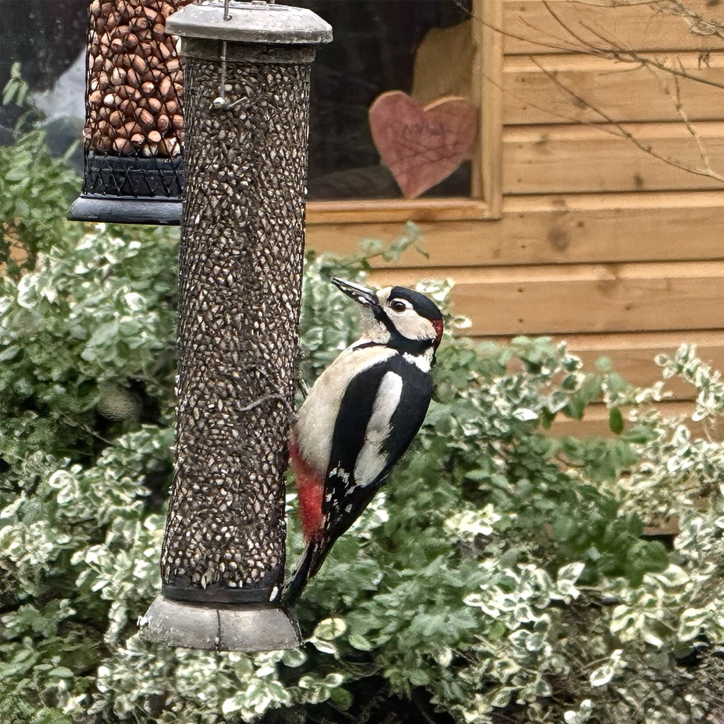 It's Big Garden Birdwatch this weekend! Spend one hour counting birds in your garden or local park. It's free, fun and crucial for bird conservation. Just this morning, one of our colleagues got a super snap of a Great Spotted Woodpecker in his garden! bit.ly/47Rmuu0