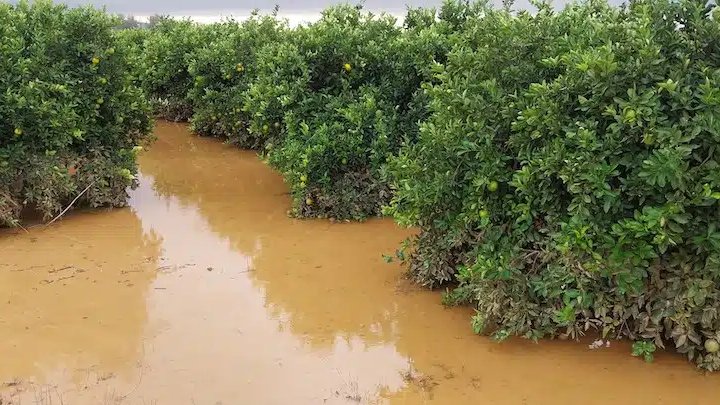 Vida Rural tweet media