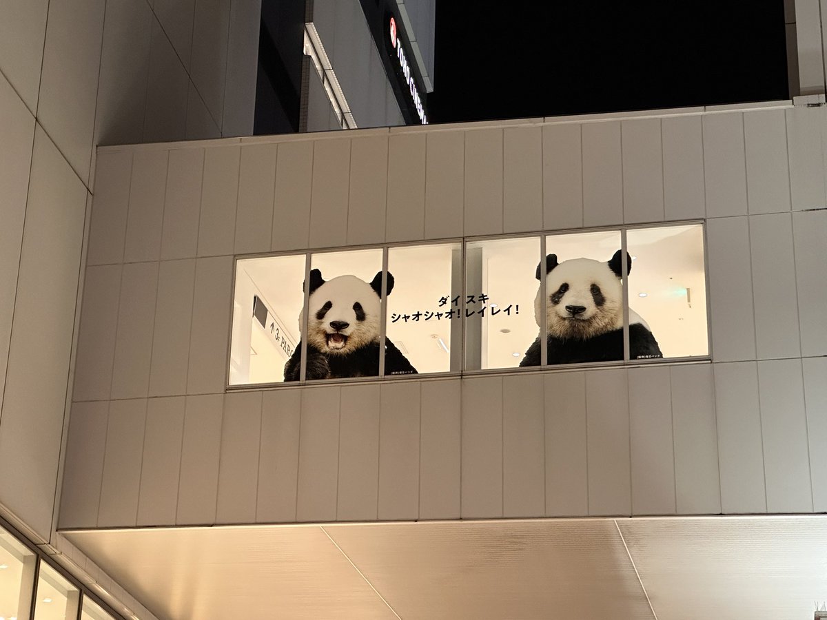 🐼🐼今週もお疲れさまでちた♡
と…癒してくれてるようです😊

週末をお知らせいたしましゅ♡
2026.1.23