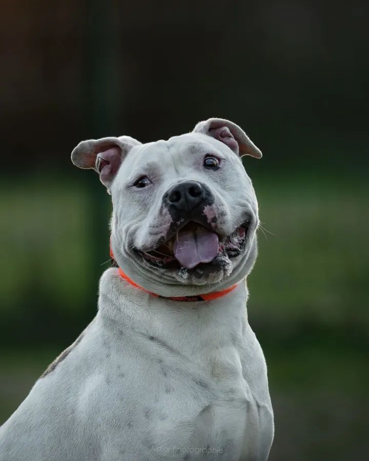 20320Vero's tweet photo. SOS Adoption pour le magnifique Kayon qui attend depuis 4 ANS derrière les barreaux de son box un regard intéressé 💔😥 Hélas, il l'attend toujours 💔😥 Merci de partager SVP  Refuge ATPA SPA de Toulouse 🙏https://t.co/GNwIiUAg2c https://t.co/R1p3HjS55k