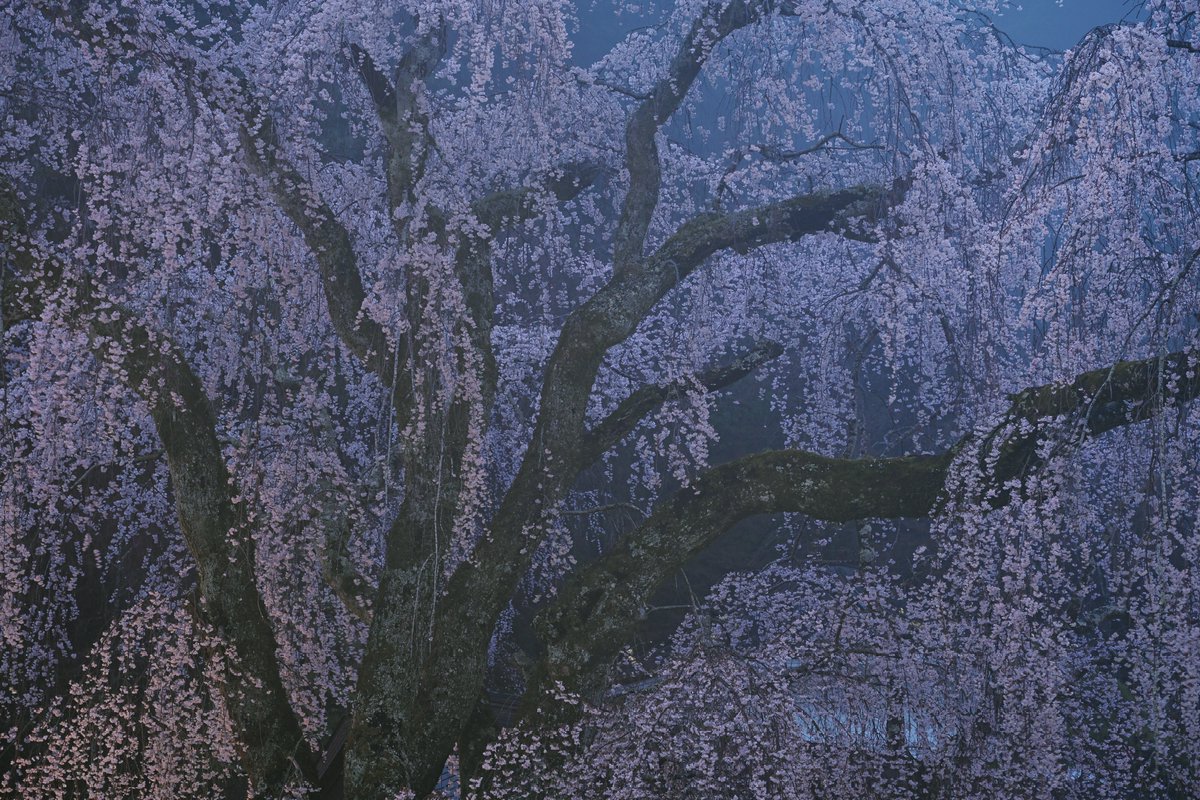 カメラの見た目が好きだし出てくる絵も好き ボディNikonZf レンズ