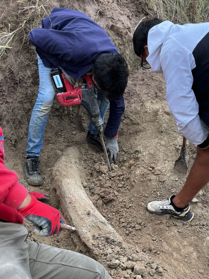 laredcincoradio's tweet image. 🐘🦴 || Paleontólogos rescatan un colmillo de 1,5 metros de un Notiomastodon platensis en Miramar, Argentina. El fósil de 100 mil años aporta datos sobre la megafauna del Pleistoceno; el equipo del museo alista su exhibición permanente 🇦🇷. #Paleontología #Miramar #Fósil #Ciencia