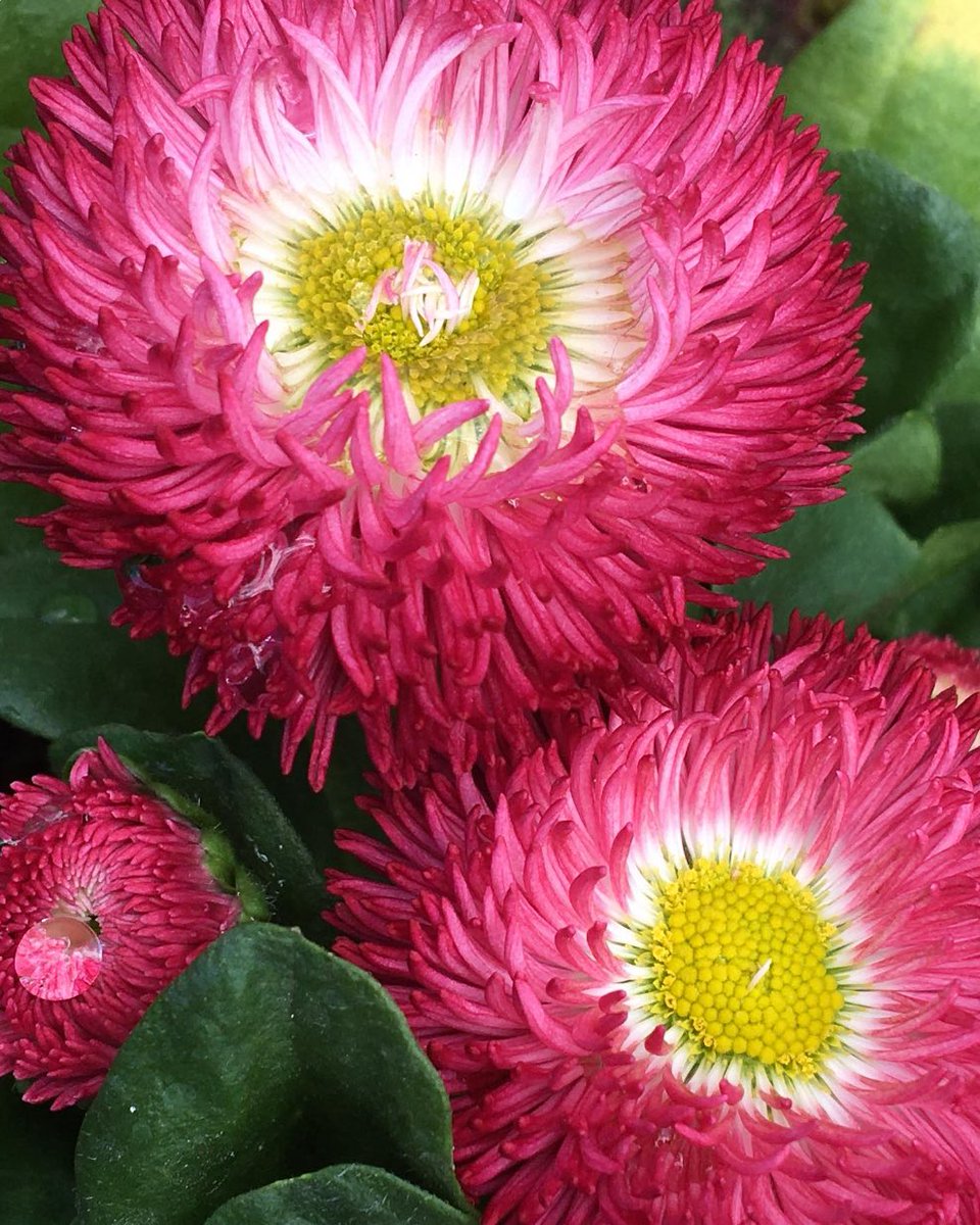 🌱Vicki🌺 tweet media