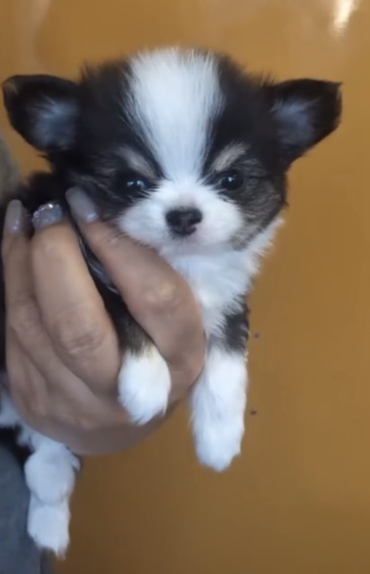 べびもちょ🐶🍼尊死定期