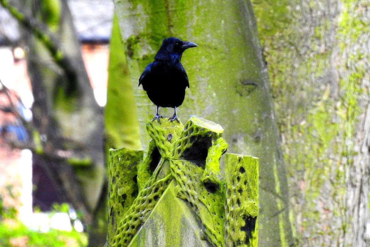Friends of Wombwell Cemetery tweet media