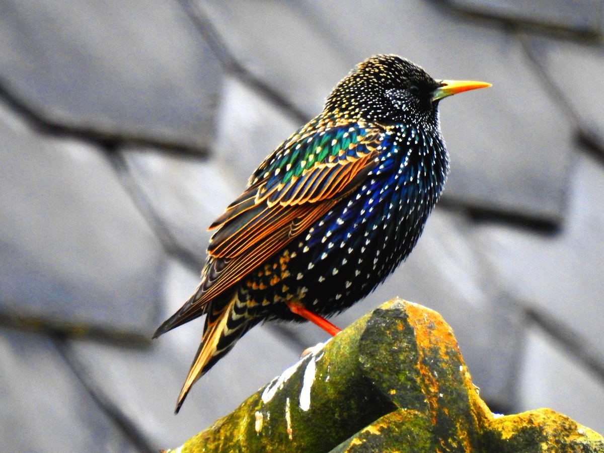 Friends of Wombwell Cemetery tweet media