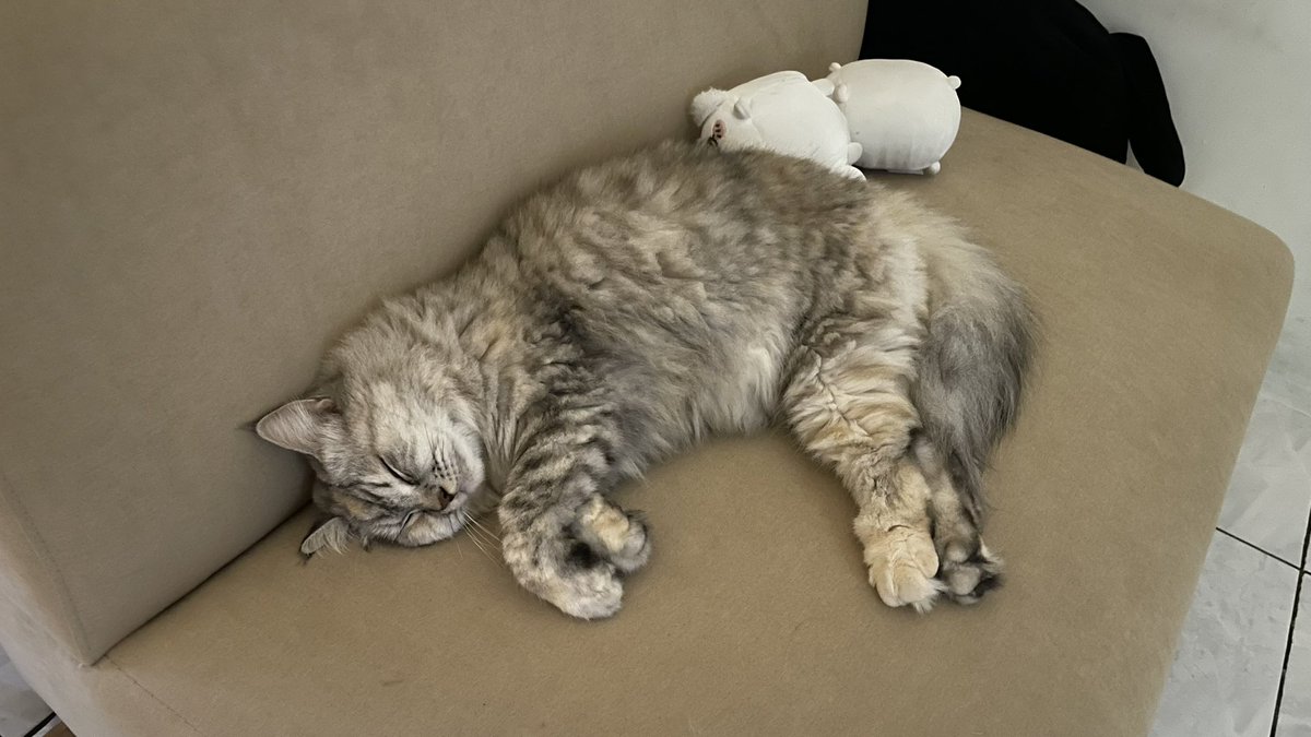 byrubyjane's tweet image. Pasti miu suka..