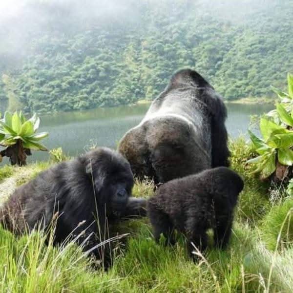 SahihiT's tweet image. Good morning 4m the #volcanoesnationalpark,  Are u in #Rwanda &amp;amp; want to meet the mountain #gorillas? Book with us @SahihiT to discover more #Lifestyle. #visitrwanda #SahihiAfricaTours #travel #Africa 

📩sahihiafricatours@gmail.com 
Web: sahihiafricatours.com 
+243 981 442 728