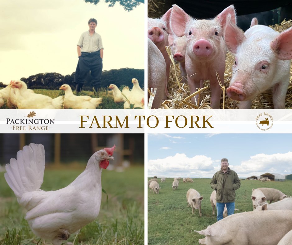 PackingtonFR's tweet image. Provenance is at the heart of everything we do at Packington Free Range. From day one our pigs &amp;amp; chickens are cared for, with time to mature naturally. What’s best for our animals &amp;amp; land is best for our customers too.

#Provenance #FreeRange #HighWelfare #FarmToFork