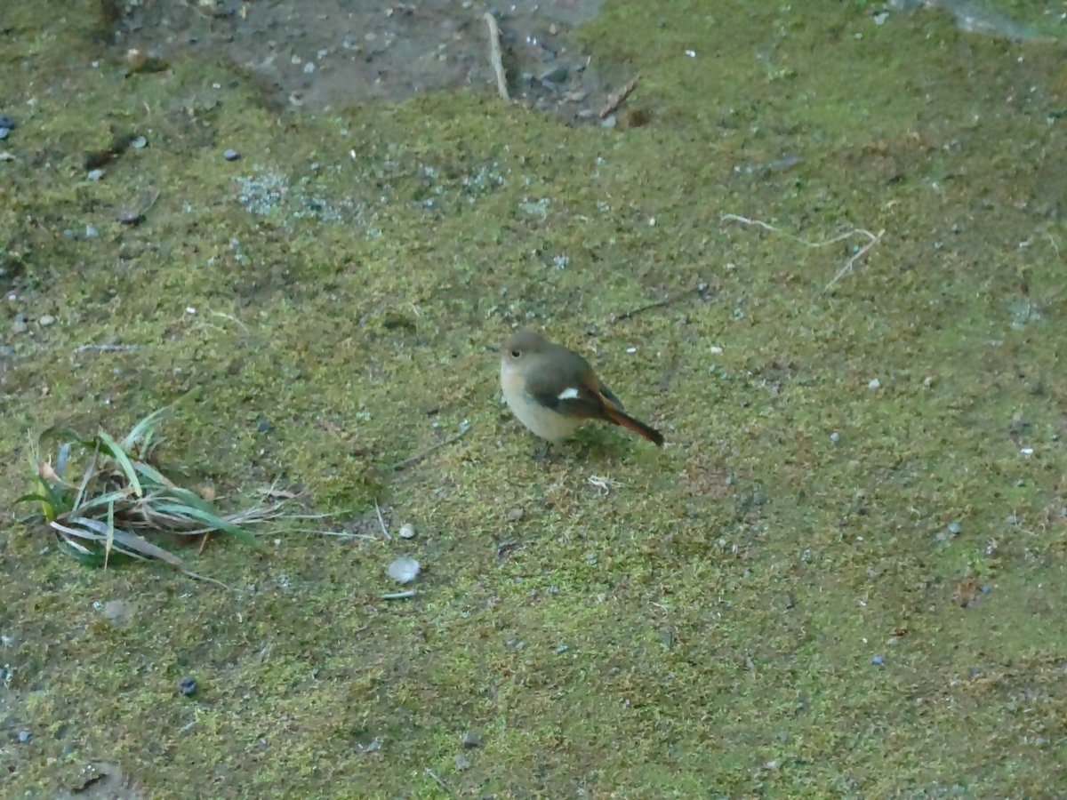 昨日神社にウグイスおった