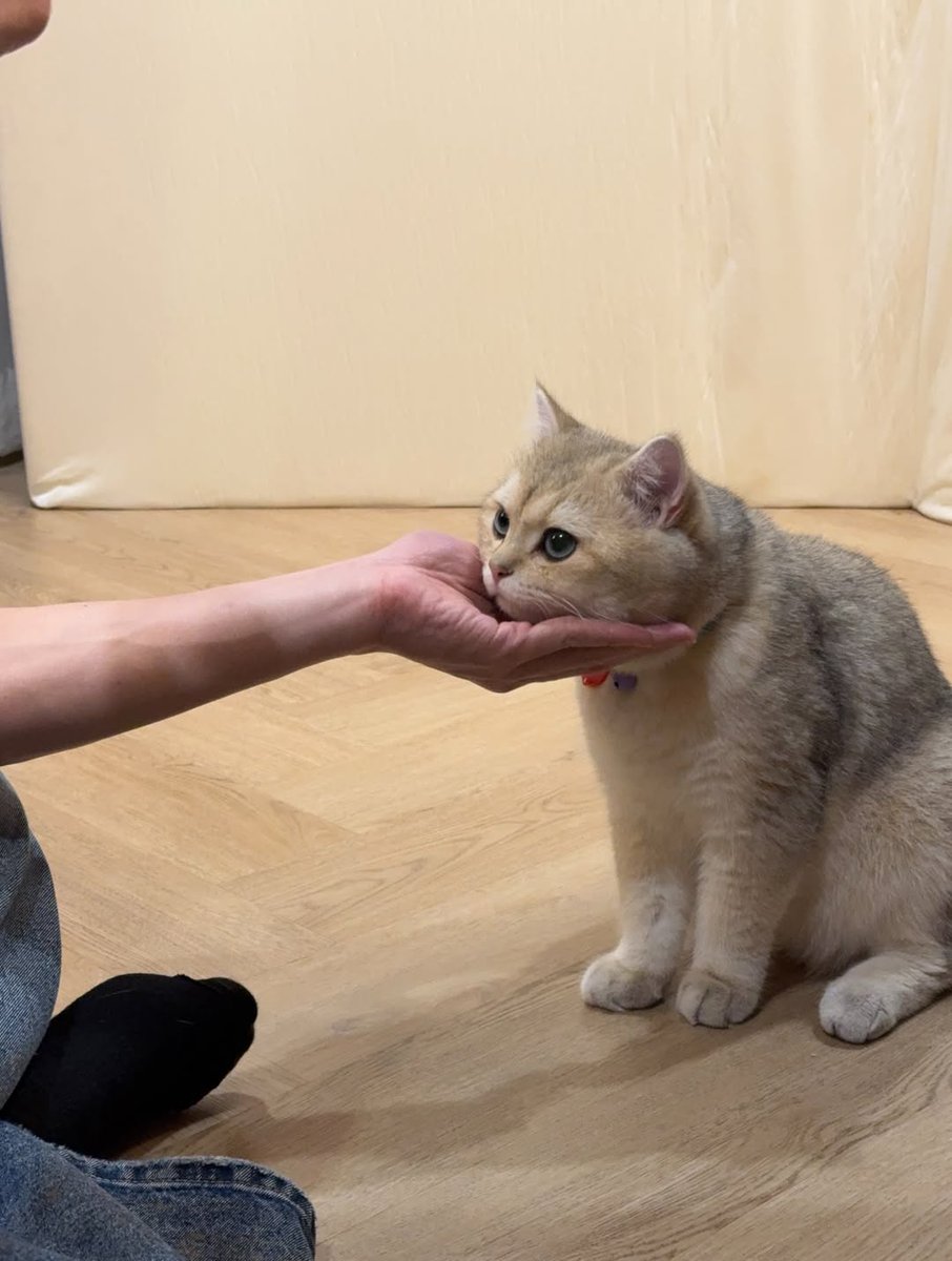 doublepjourney_'s tweet image. เหมียวเหมียวโซคิวท์ 😺🐾

📸 IG : @ppnaravit

#ppnaravit