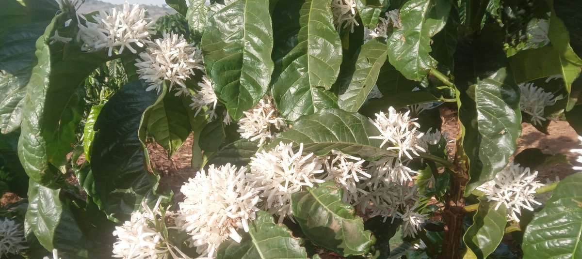 It's blazingly hot here, but after 2 rounds of watering (call it irrigation), these are the results.  Flower abortion would be massive without water application. We are using drag horse system, but it's labour intensive.  Drip irrigation is the best, but remains expensive.  1/2